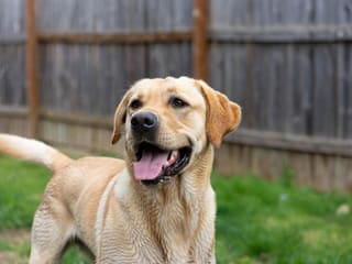 Labrador Retriever