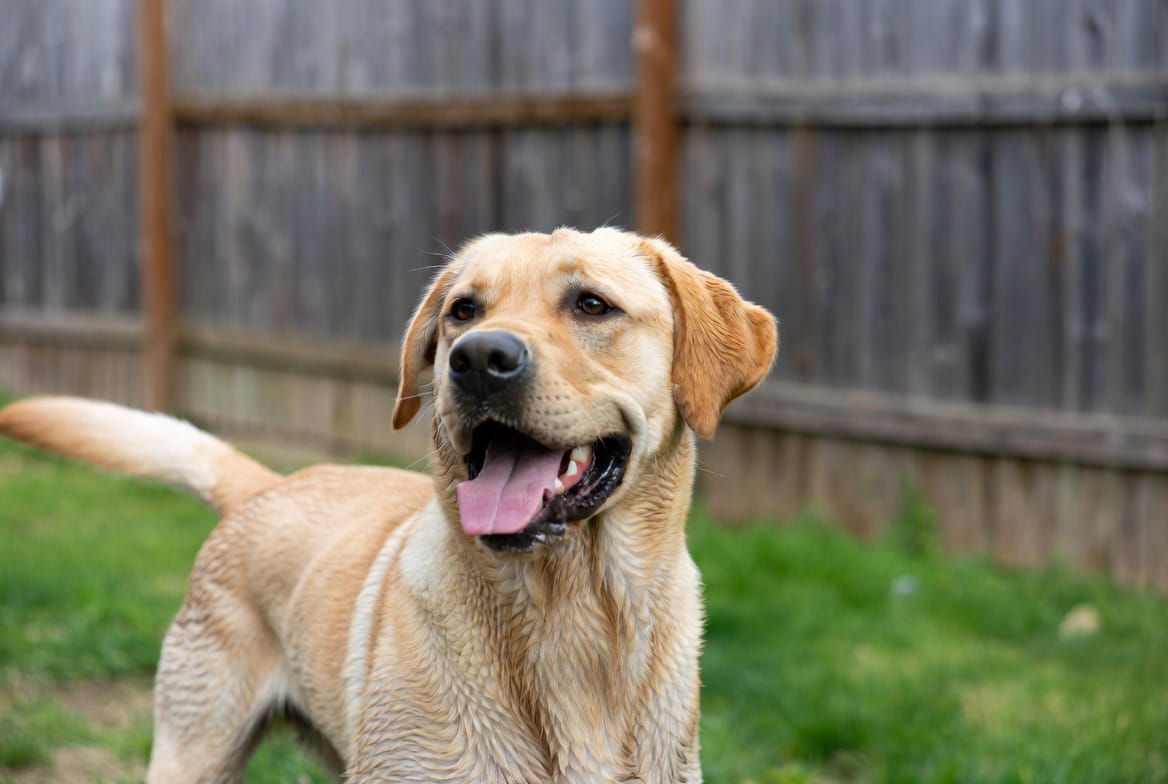 Labrador Retriever: Breed Quirks - Dog