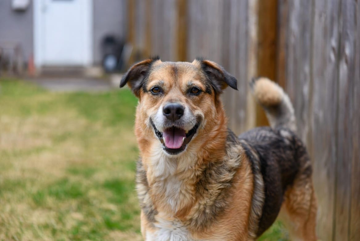 Medium Breed Dogs - Dog