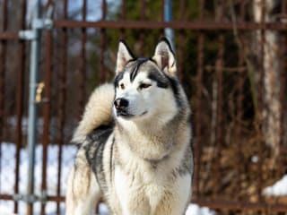 Siberian Husky