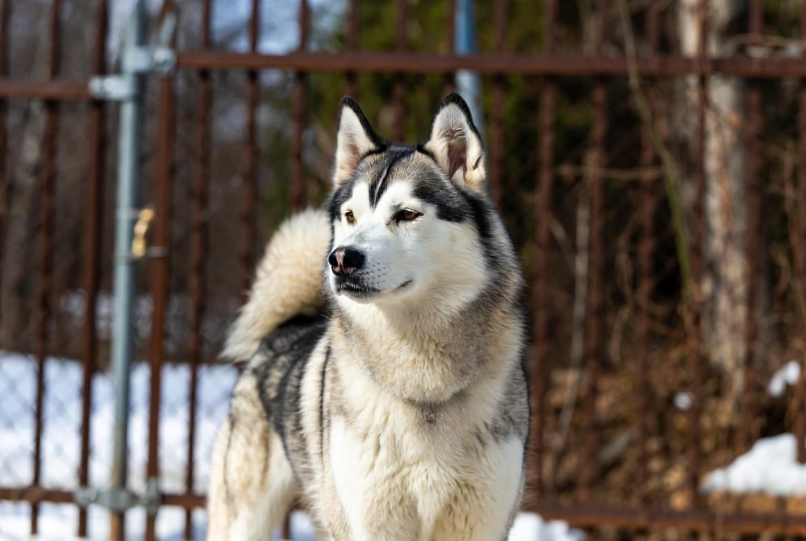 Siberian Husky