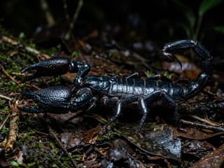 Emperor Scorpion