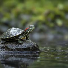 Hatchling red-eared slider at the waterline on a wet rock