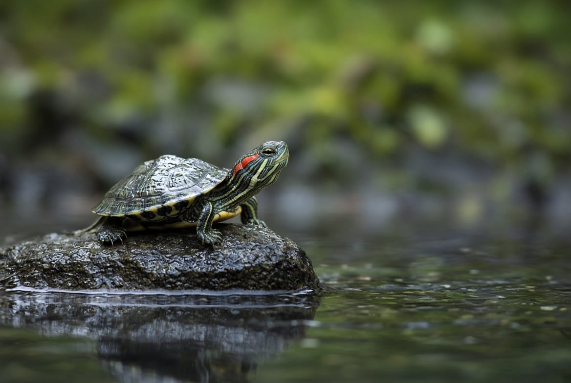 Hatchling red-eared slider at the waterline on a wet rock