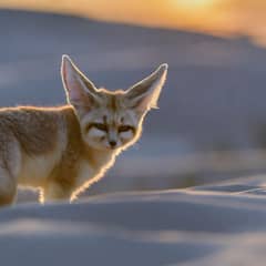 Fennec fox standing on a pale sand dune at sunset with its oversized ears backlit