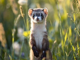 Ferret
