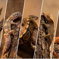 Grid of a bearded dragon, leopard gecko, ball python, crested gecko, and corn snake
