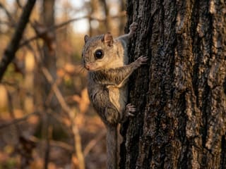 Southern Flying Squirrel