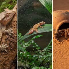 Gargoyle gecko, mourning gecko, and African fat-tailed gecko shown side by side