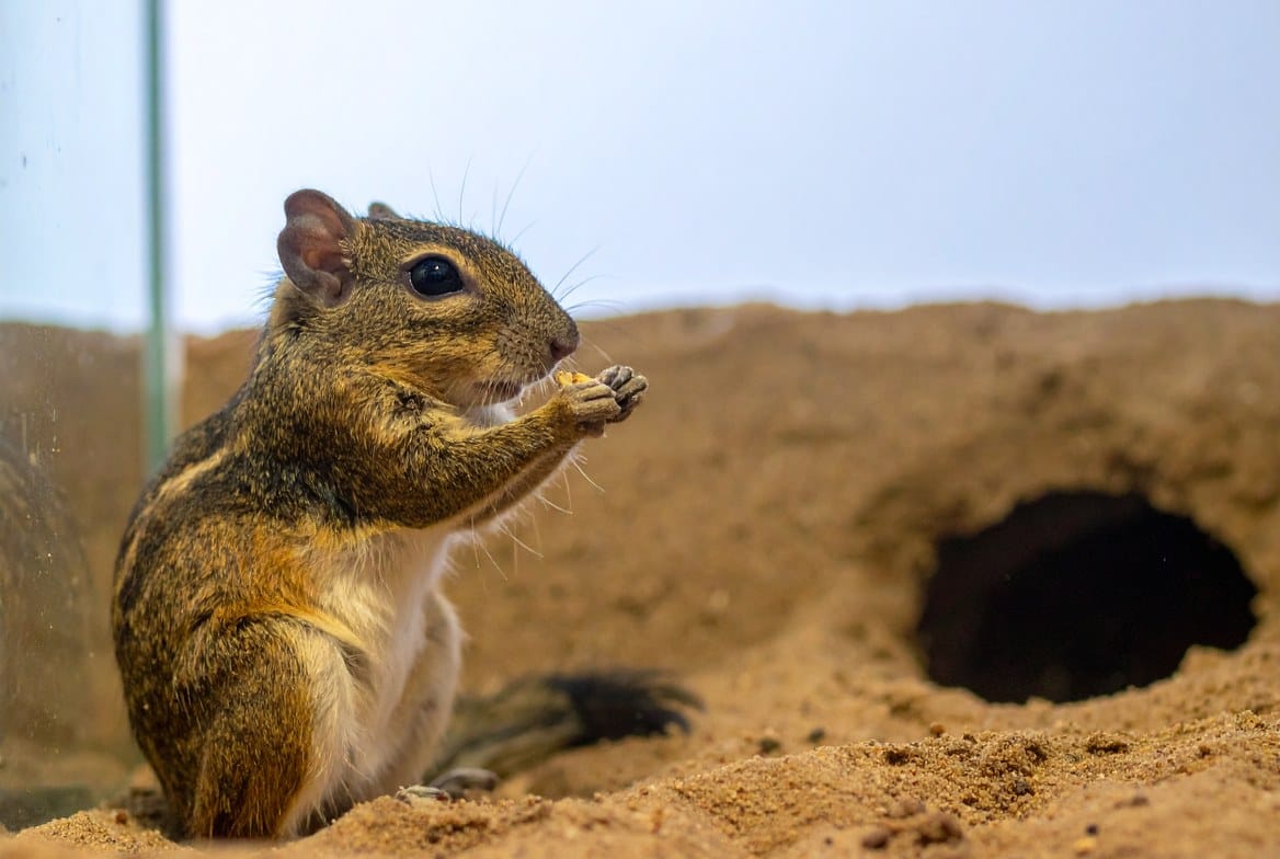 Gerbil