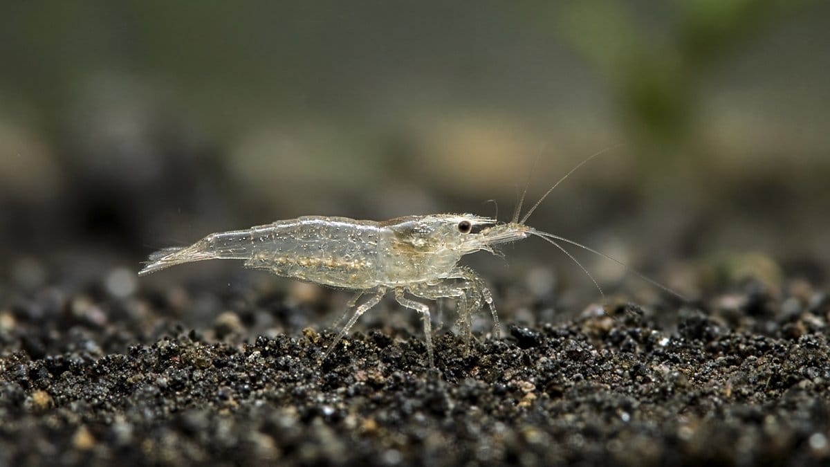 Ghost Shrimp - Invertebrates