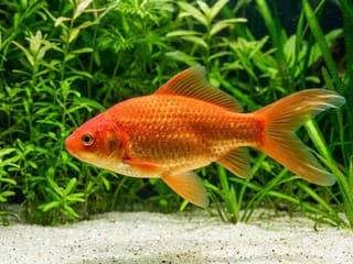 Goldfish