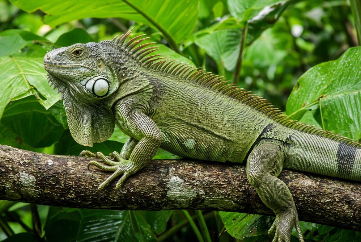 Adult green iguana on a branch, showing its dewlap and dorsal crest