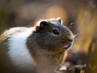 Guinea Pig