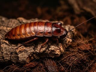 Madagascar Hissing Cockroach