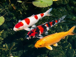 Koi