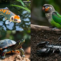 Koi, green cheek conure, red-eared slider, and emperor scorpion shown side by side