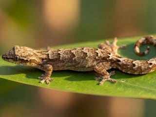 Mourning Gecko