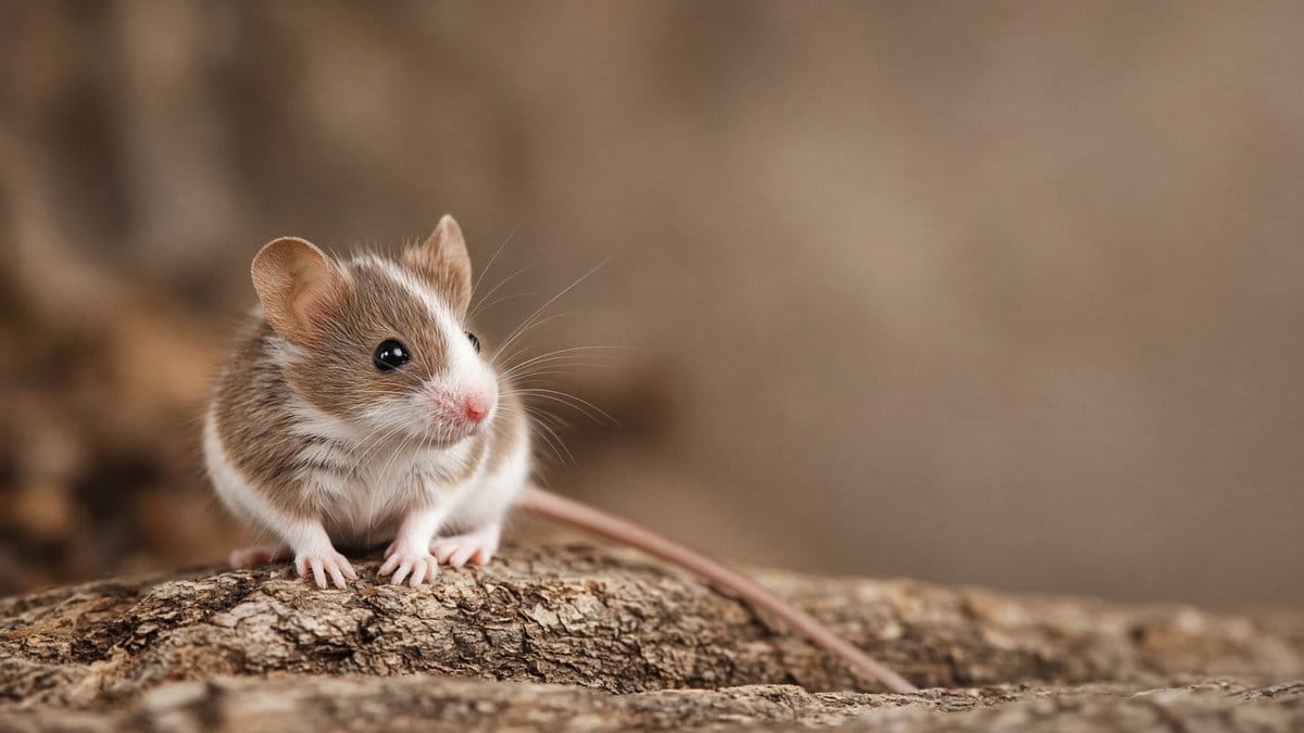 Fancy Mouse
