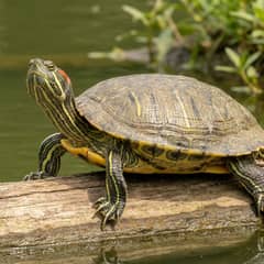 Red-eared slider turtle basking on a rock