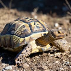 Russian tortoise walking across dry ground with its head raised