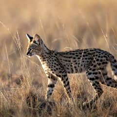 Serval walking through tall golden savanna grass, its spotted flank and long legs lit by low sun