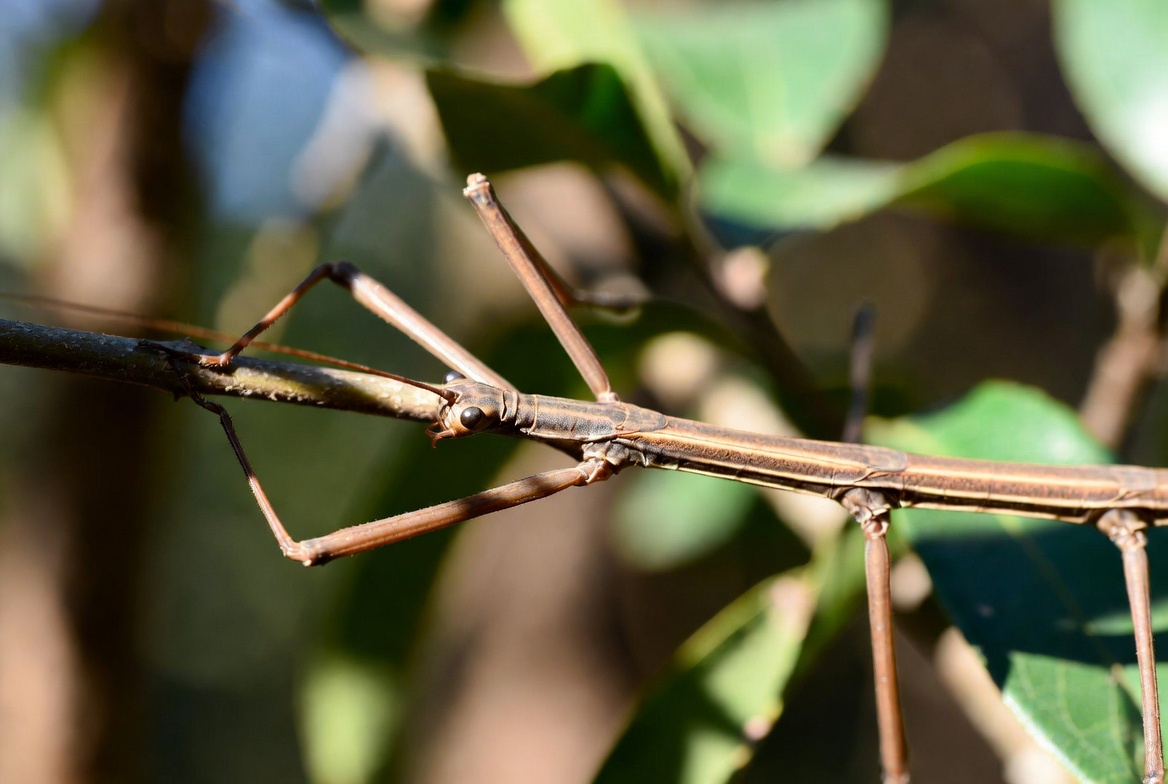 Stick Insect
