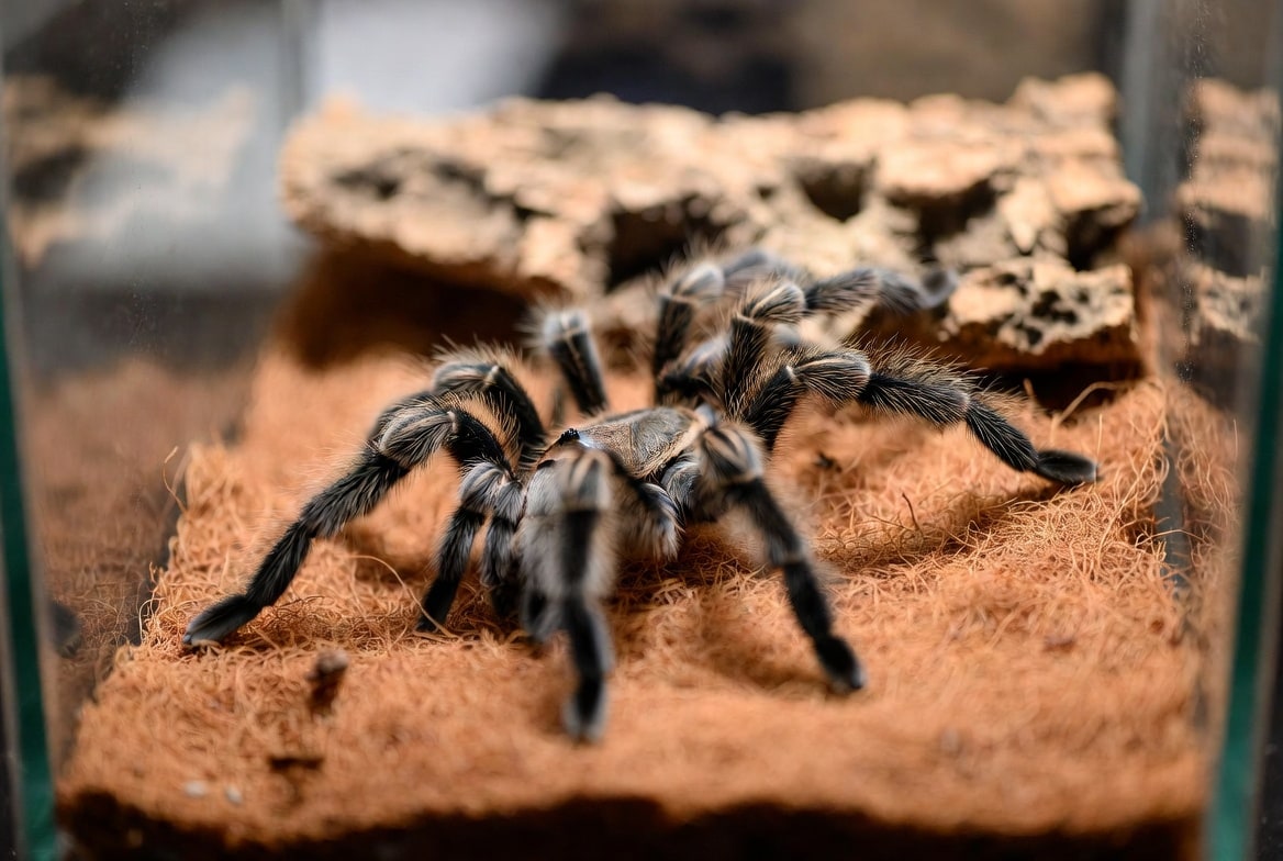 Tarantula on coconut fiber substrate in a glass terrarium, cork bark behind it