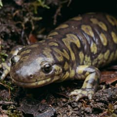 Tiger salamander with yellow and black blotched pattern, representing its legal status