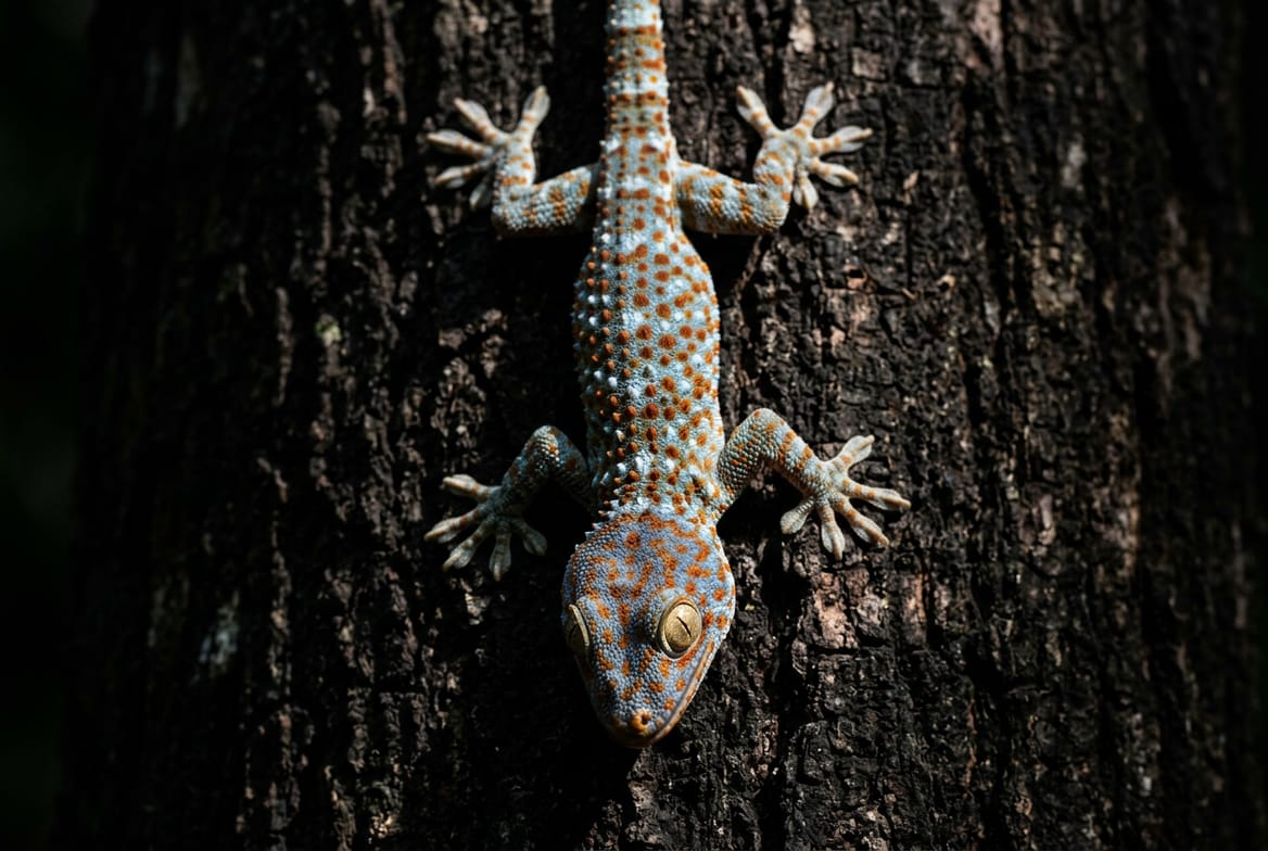 Tokay gecko clinging head-down to a tree trunk, showing its orange-spotted blue skin