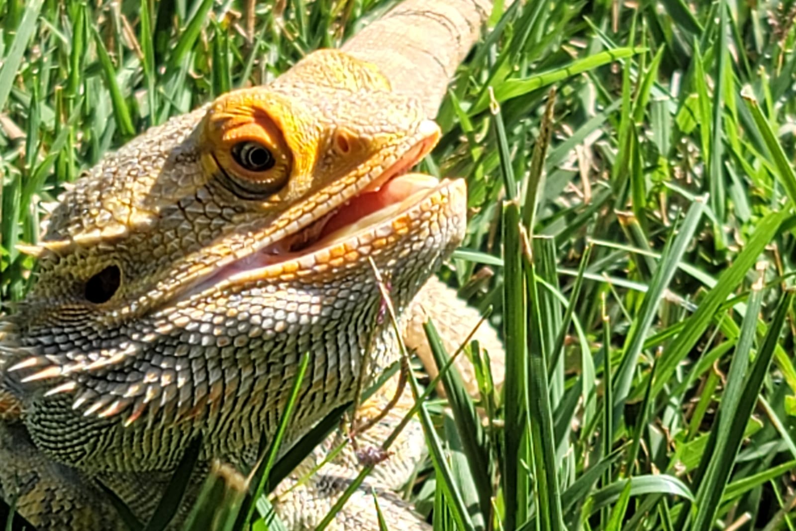 Dex, a bearded dragon, lying in long grass with his mouth open in the sun