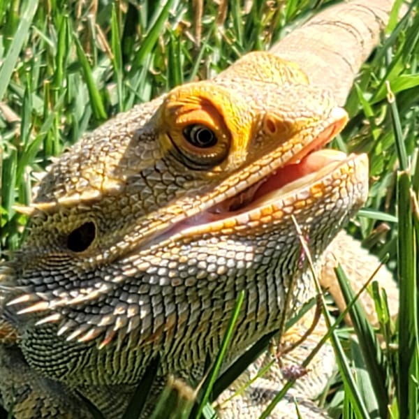 Dex, a bearded dragon, lying in long grass with his mouth open in the sun