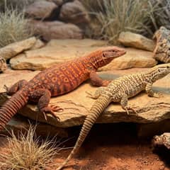 Yellow and red ackie monitors illustrating the price difference between the two color forms