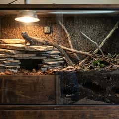 Ackie monitor enclosure with deep burrowing substrate, Retes stack, and basking lighting