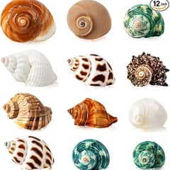 12PCS Natural Hermit Crab Shells, Assorted Sizes 1.6-3.2 in