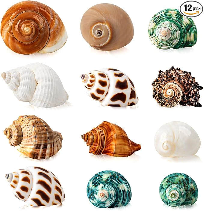 12PCS Natural Hermit Crab Shells, Assorted Sizes 1.6-3.2 in