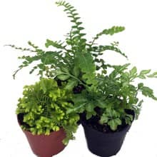 Live terrarium plants