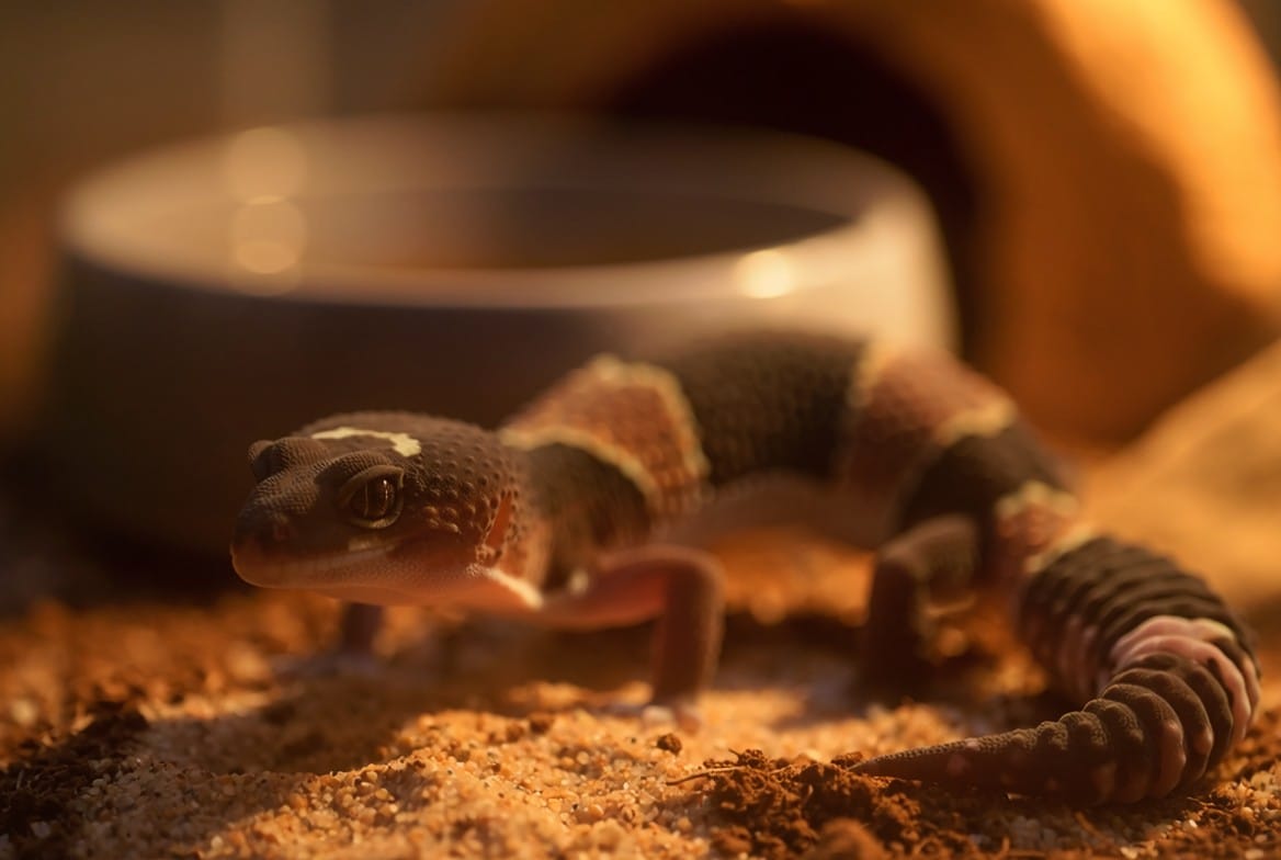 African fat-tailed gecko in a fully equipped terrestrial enclosure