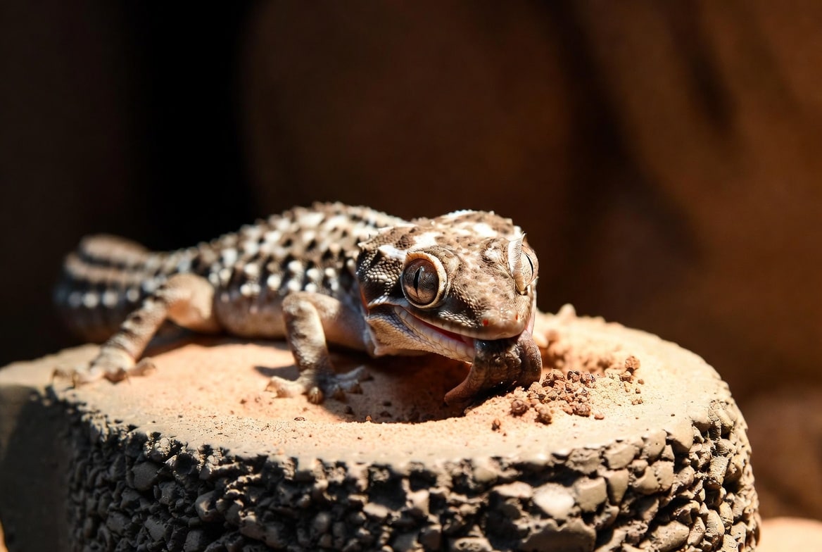 African fat-tailed gecko eating a gut-loaded cricket