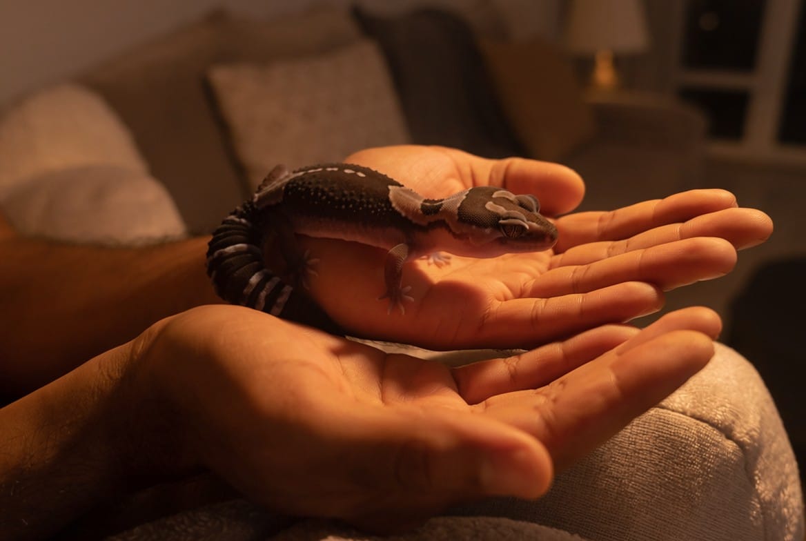 Person letting an African fat-tailed gecko walk across their open hands