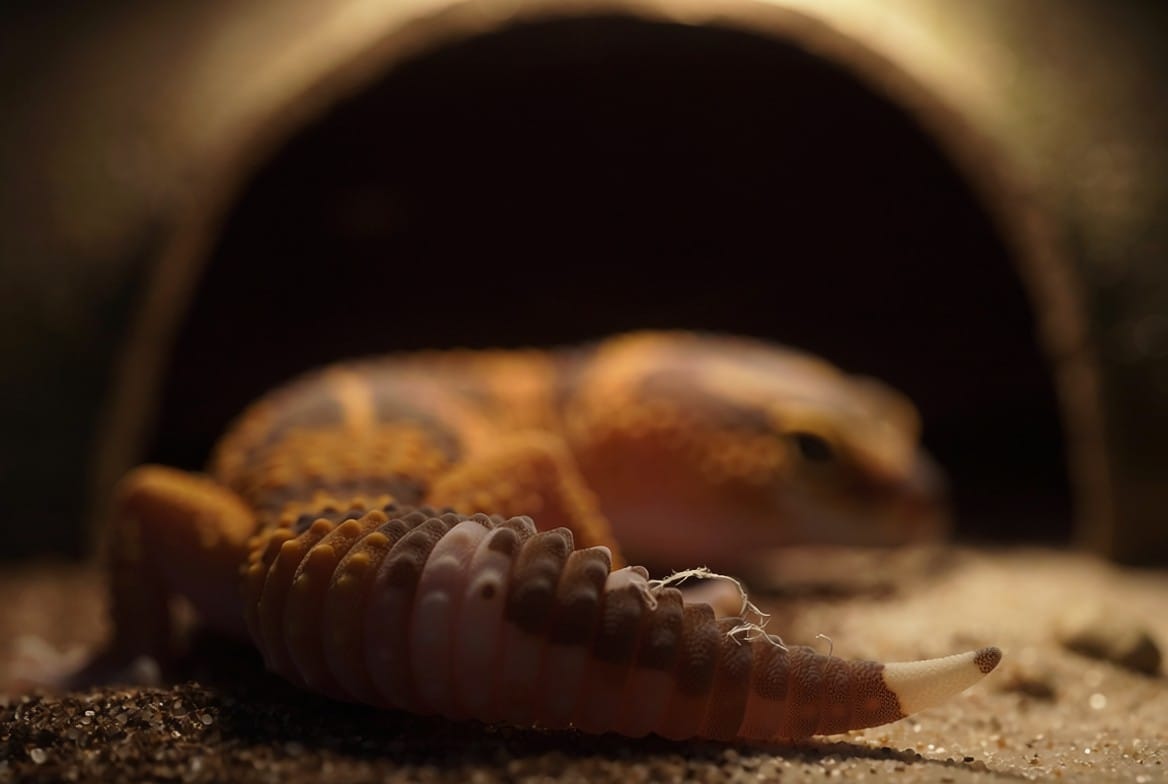 African fat-tailed gecko being examined near its moist hide