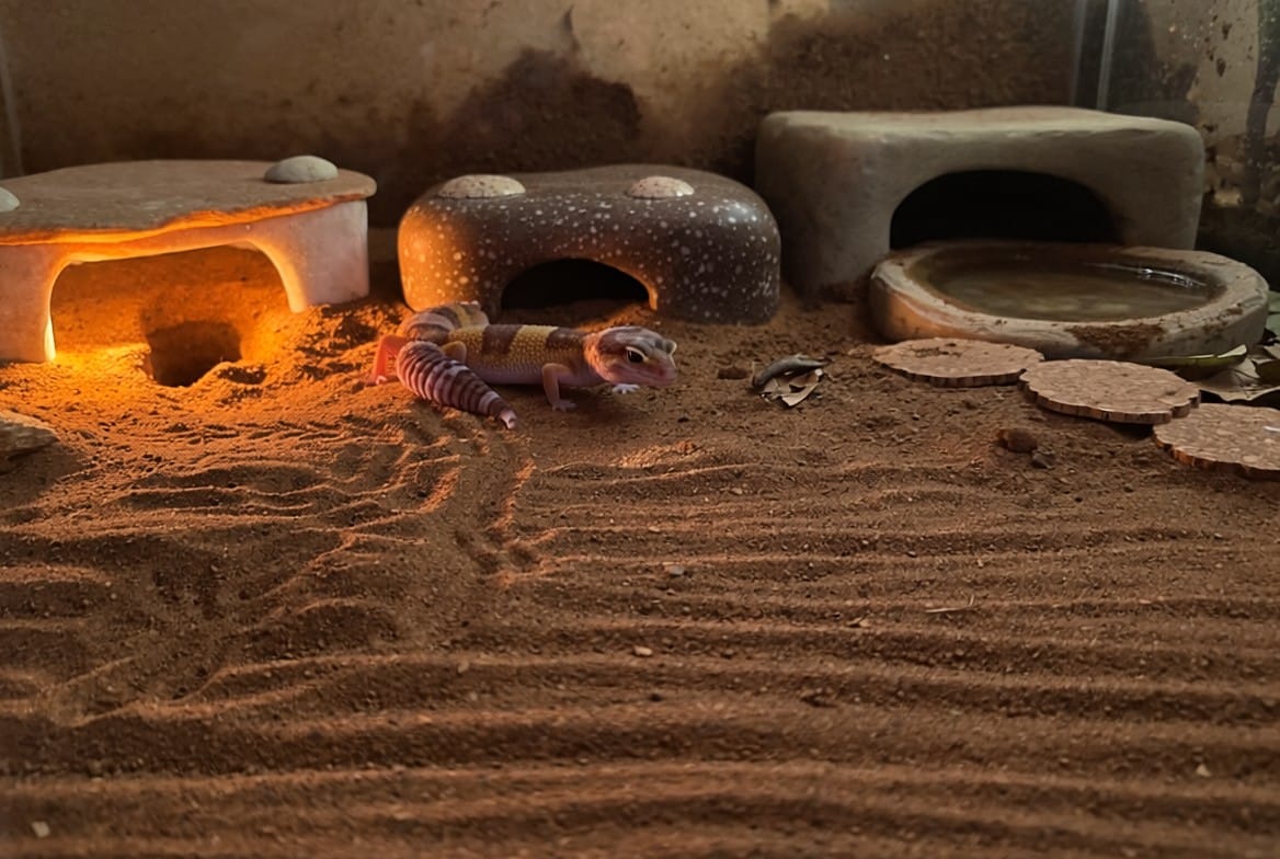 African fat-tailed gecko enclosure with warm hide, cool hide, and humid hide setup