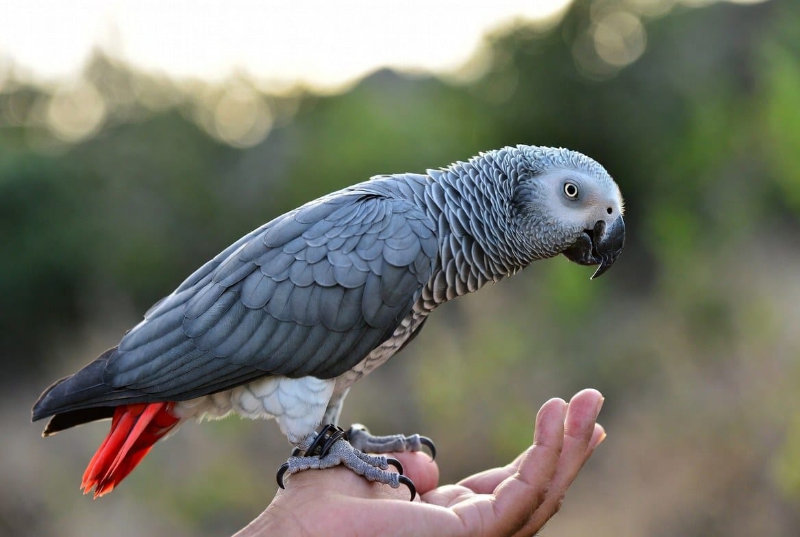 African grey parrot interacting closely with its owner, reflecting the daily time commitment this species needs