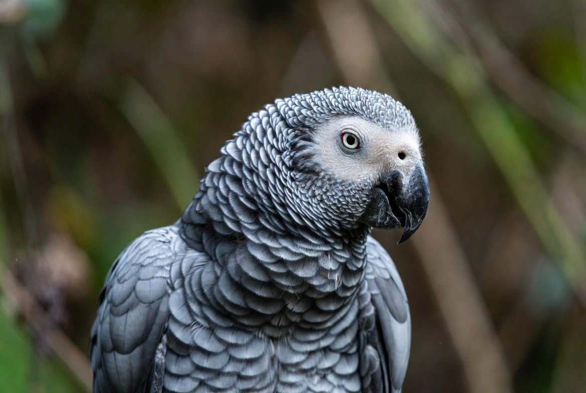 African grey parrot undergoing a vet exam to check for signs of illness