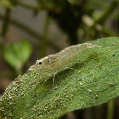 An amano shrimp grazing algae off a leaf in a planted freshwater aquarium