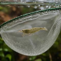 An amano shrimp being drip acclimated in a container before introduction to a new aquarium