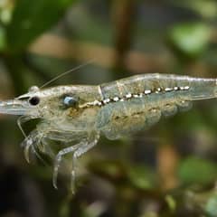 Close-up of a healthy amano shrimp resting on driftwood in a well-maintained planted aquarium