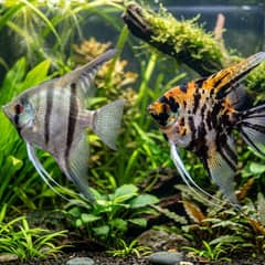 Freshwater angelfish swimming in a tall, well-filtered planted aquarium