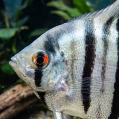 Angelfish in a clean, well-filtered tank showing healthy fins and coloring