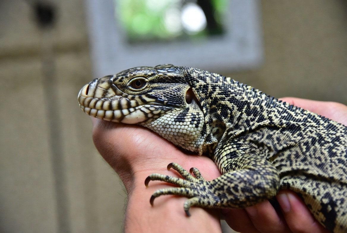 Large black and white Argentine tegu being handled calmly by its owner outside its spacious custom enclosure